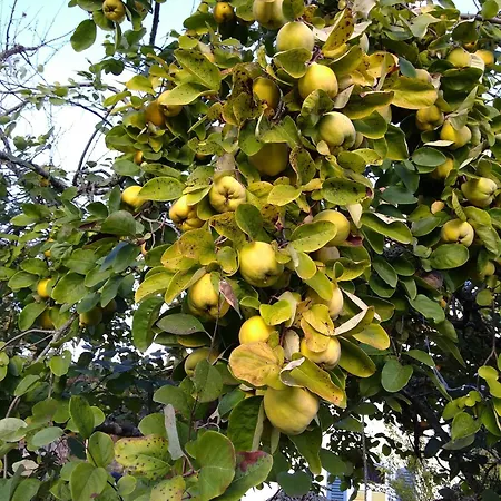 Nyaraló Muelhaupt *